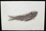 Detailed Knightia Fossil Fish - inch Layer #29513-1